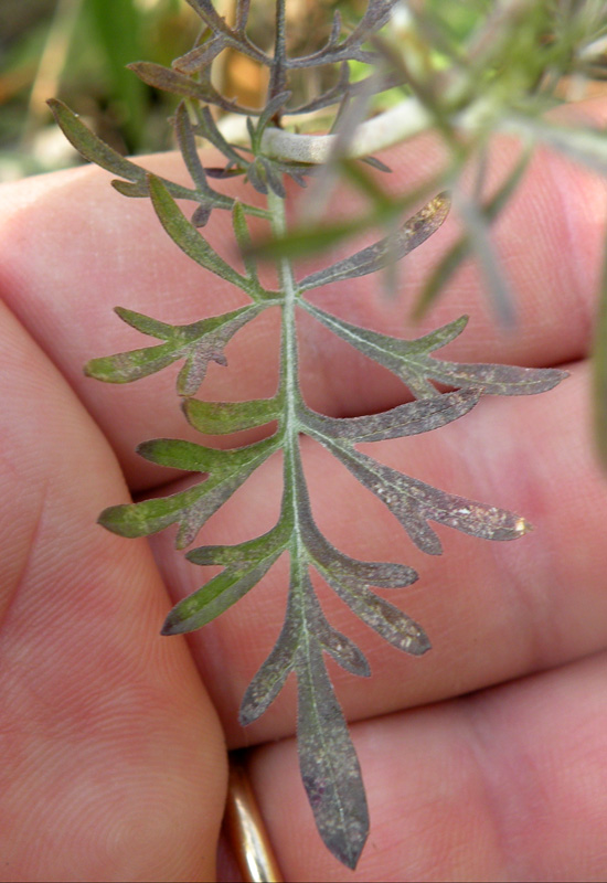 Scabiosa columbaria